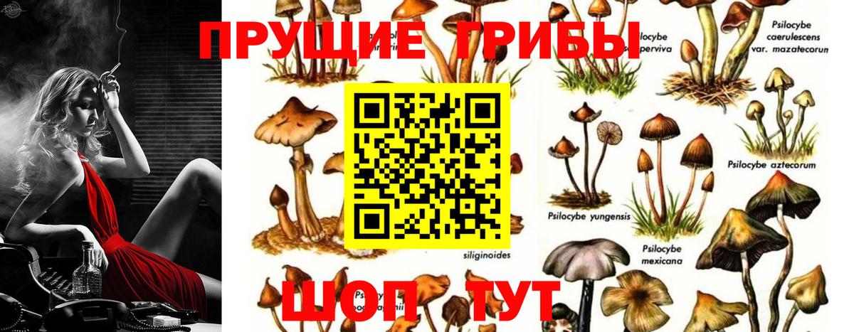 Йошкар-Ола  Галлюциногенные грибы MAGIC MUSHROOMS  Вход с VPN  Псилоцибиновые грибы мицелий 